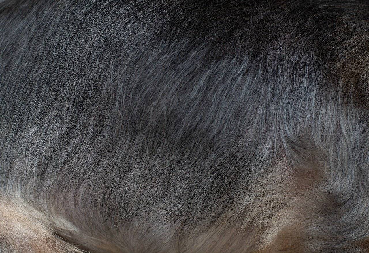 Fellverlust beim Hund Blog Tales & Tails